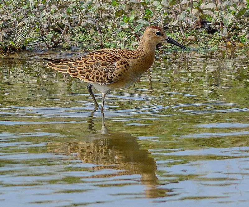 Ruff by Tony Wright