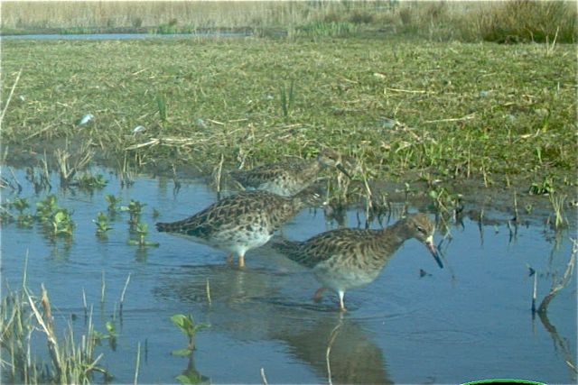 Ruff NT Camera Trap