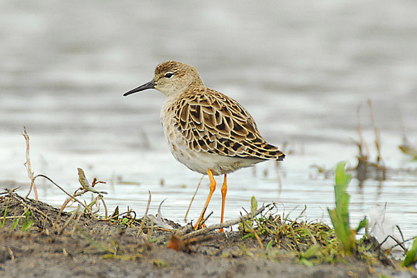 Ruff by Romano da Costa