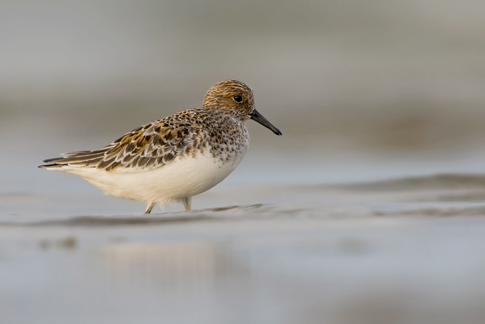 Sanderling by Romano da Costa