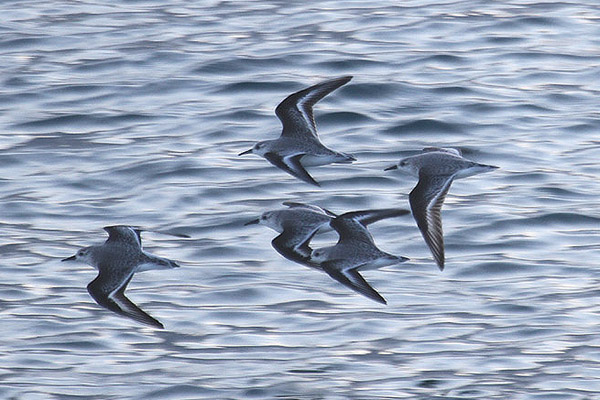 Sanderlings by Mick Dryden