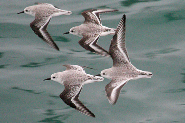 Sanderling by Mick Dryden