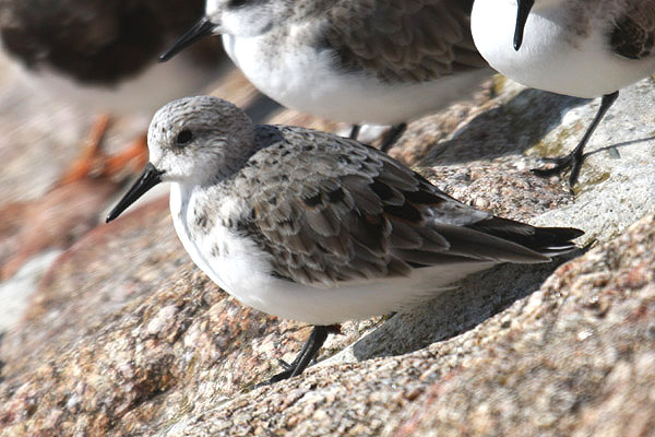 Sanderling by Mick Dryden