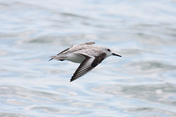Sanderling by Mick Dryden