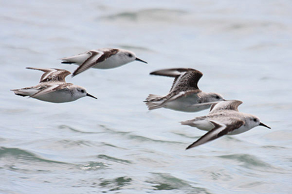 Sanderling by Mick Dryden