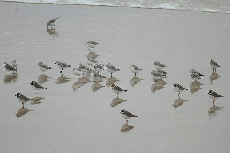 Waders by Mick Dryden