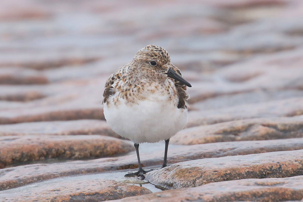 Sanderling by Mick Dryden