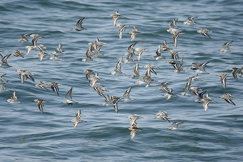 Sanderlings by Mick Dryden