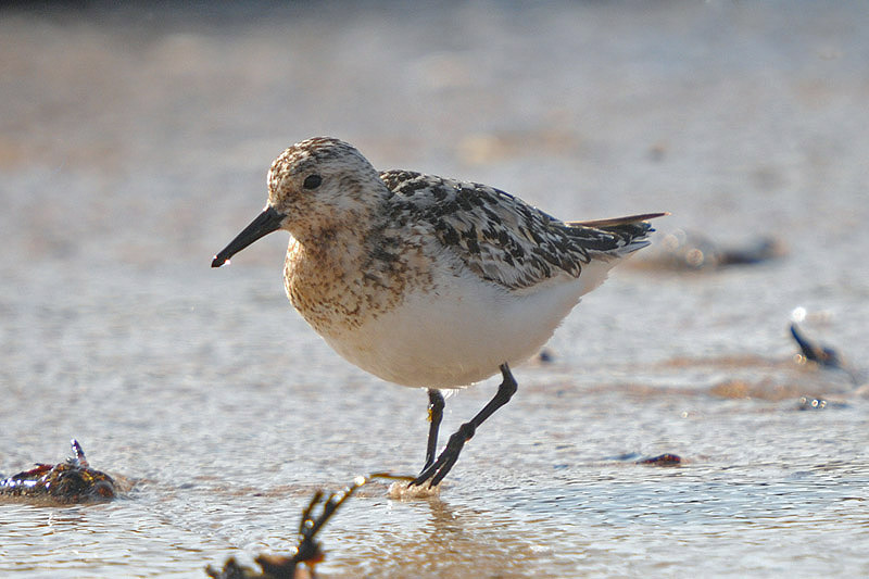 Sanderling by Romano da Costa