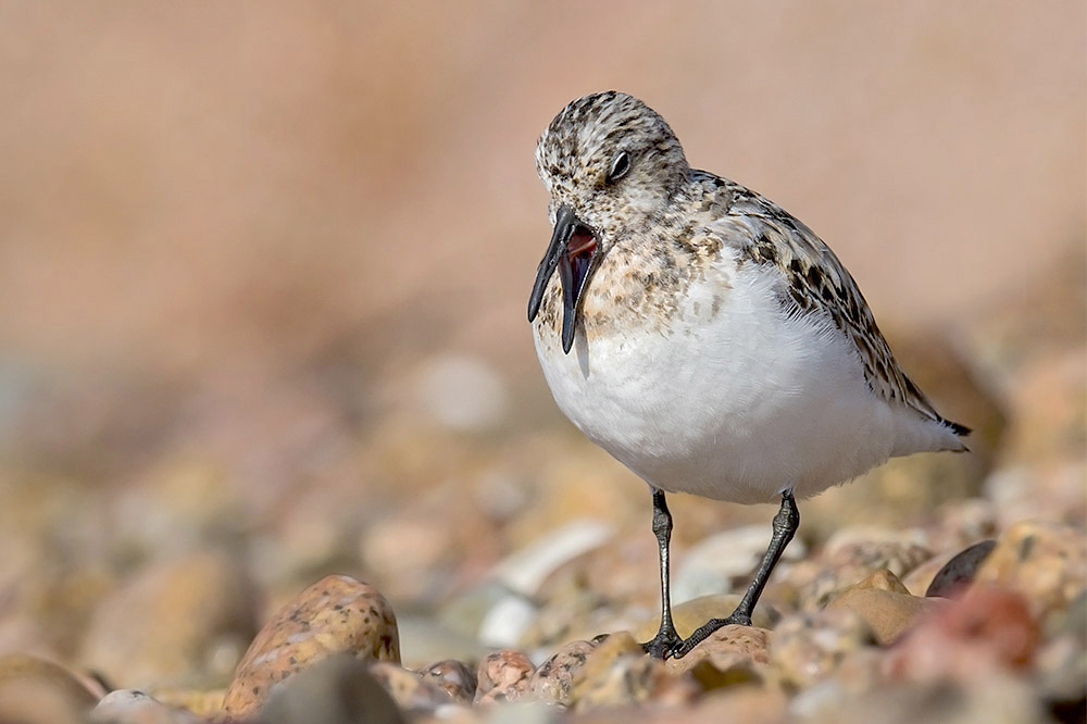 Sanderling by Romano da Costa