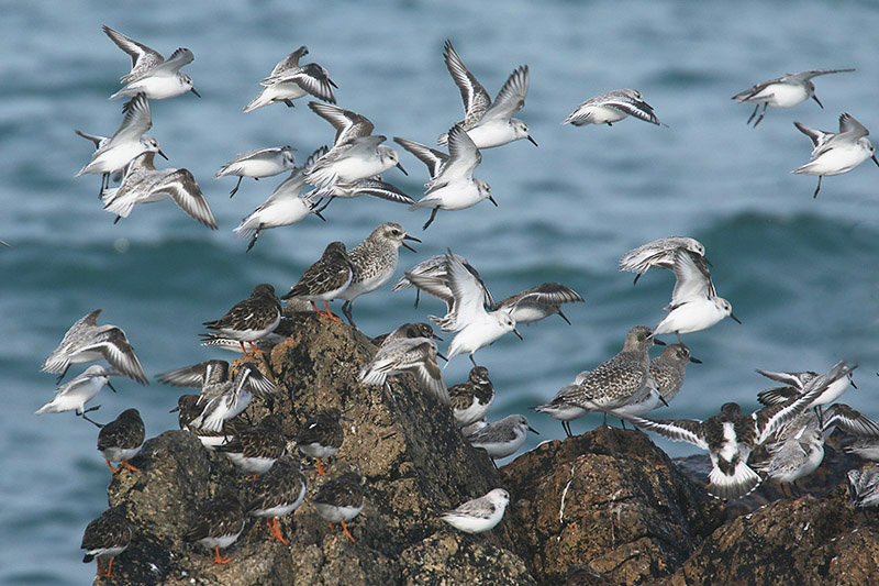 Sanderlings by Mick Dryden