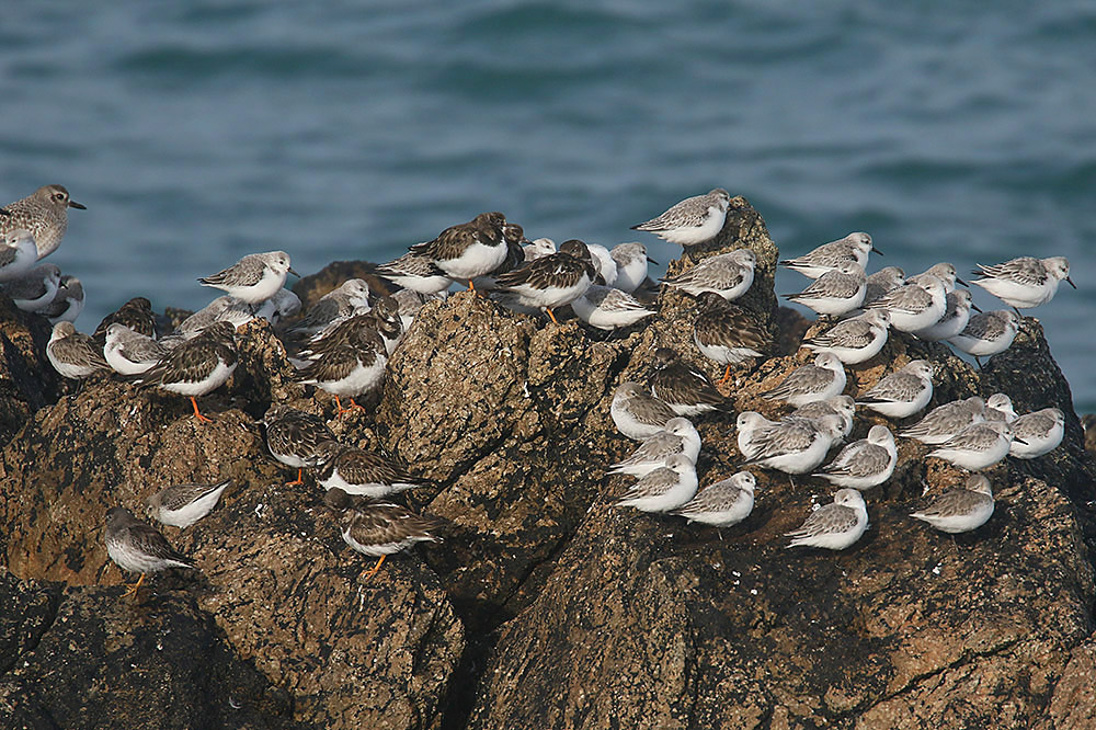Waders at Petit Port by Mick Dryden