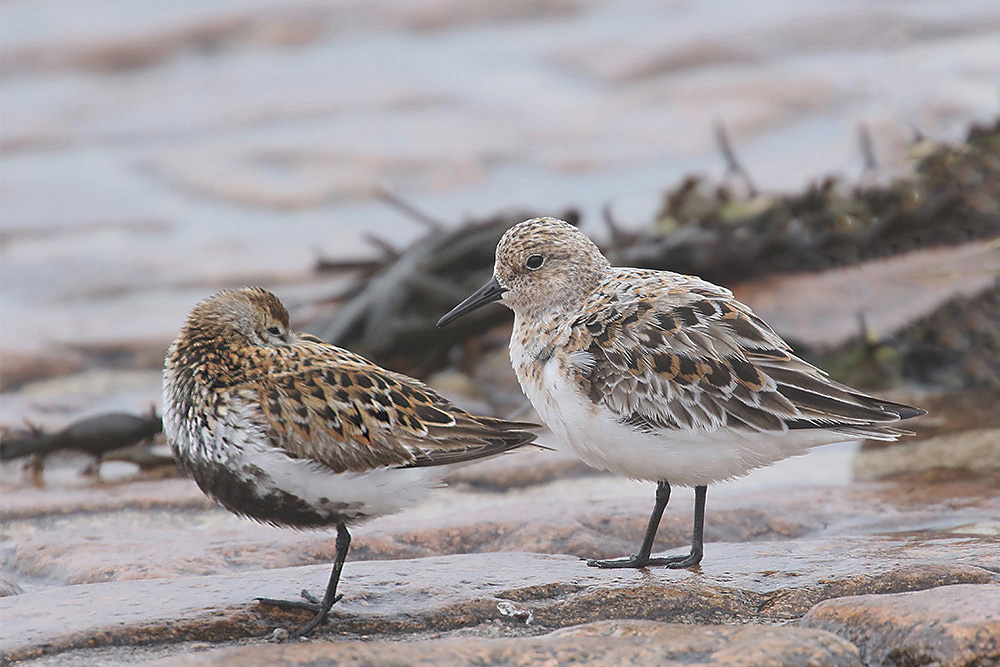 Dunlin and Sanderling by Mick Dryden
