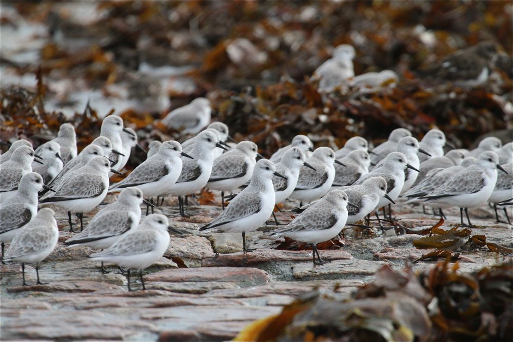 Sanderlings by Tony Paintin