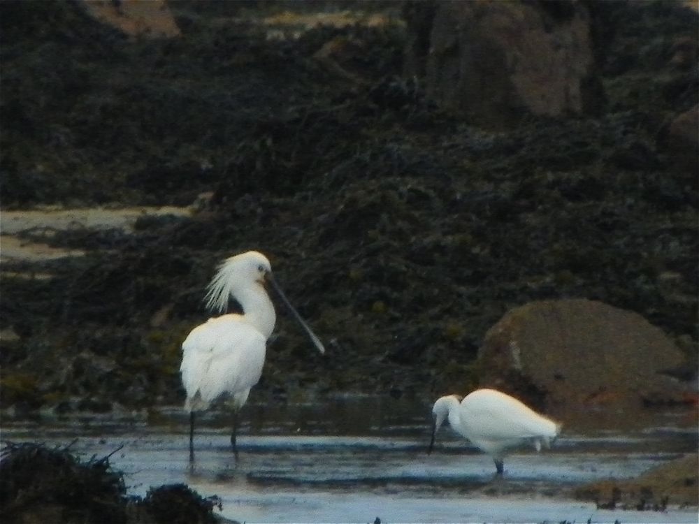 Spoonbill by Alan Gicquel