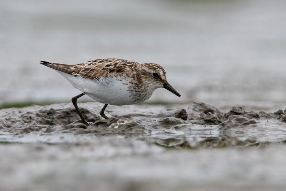 Semipalmated Sandpiper by Romano da Costa