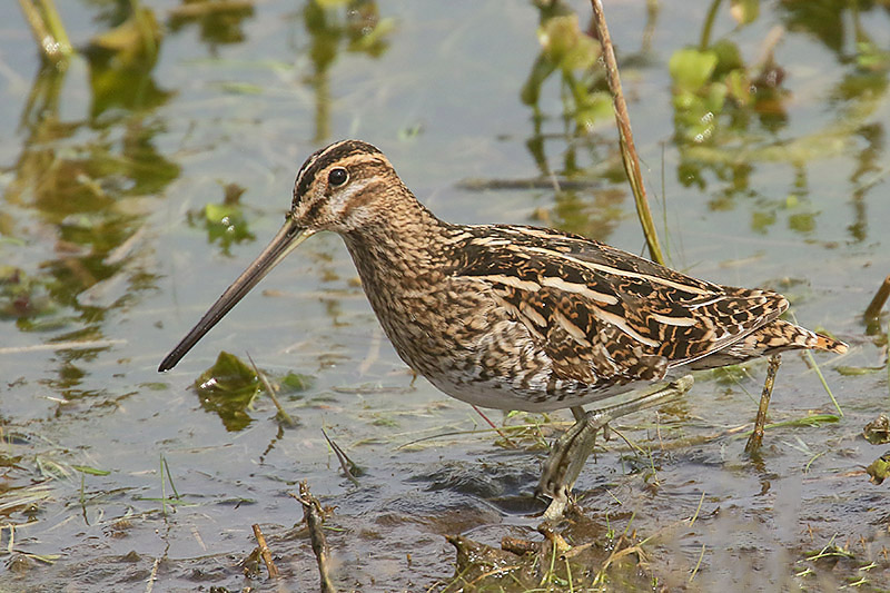 Common Snipe by Mick Dryden