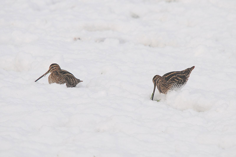 Common Snipe by Romano da Costa