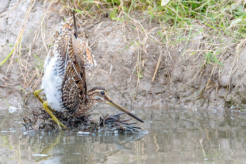 Snipe by Romano da Costa