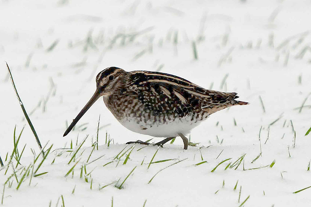 Common Snipe by Romano da Costa