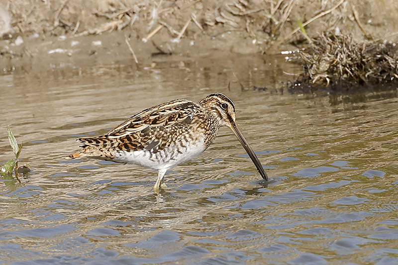 Snipe by Mick Dryden