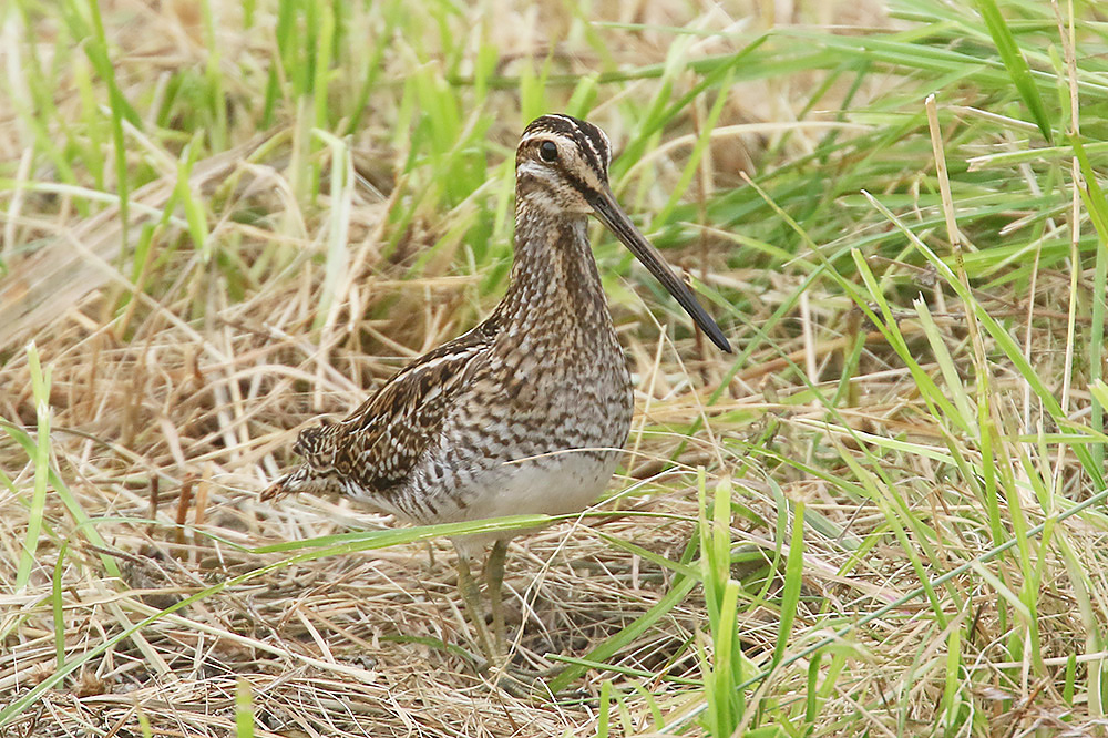 Common Snipe by Mick Dryden