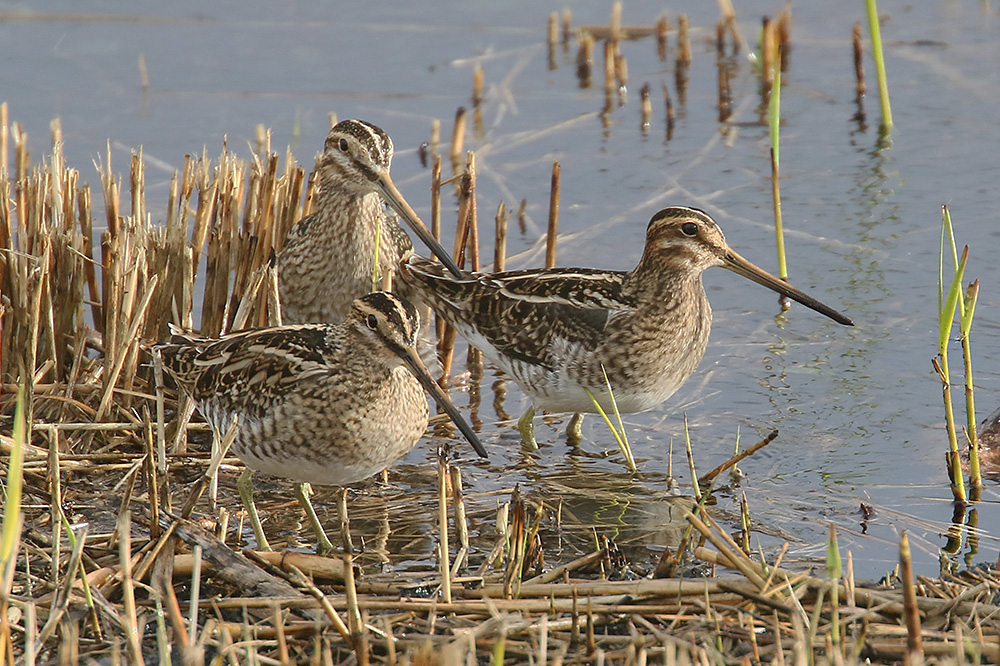 Common Snipe by Mick Dryden