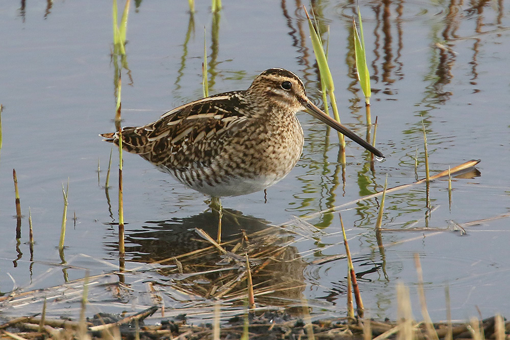 Common Snipe by Mick Dryden