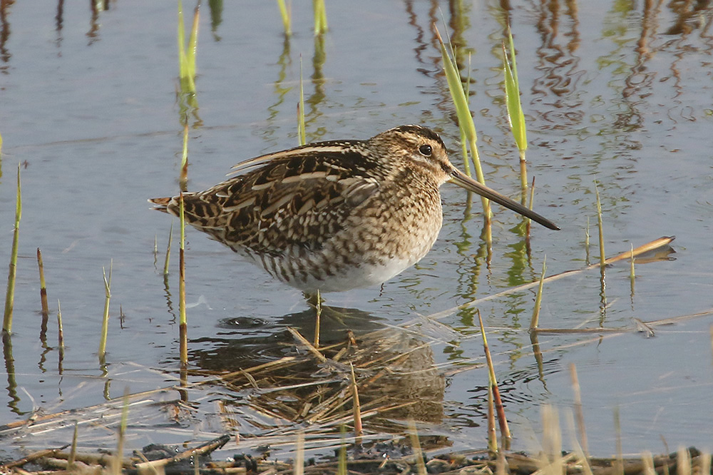 Common Snipe by Mick Dryden