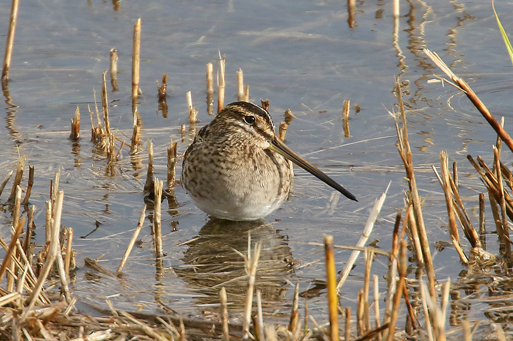 Common Snipe by Mick Dryden