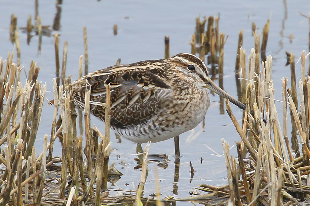 Common Snipe by Mick Dryden