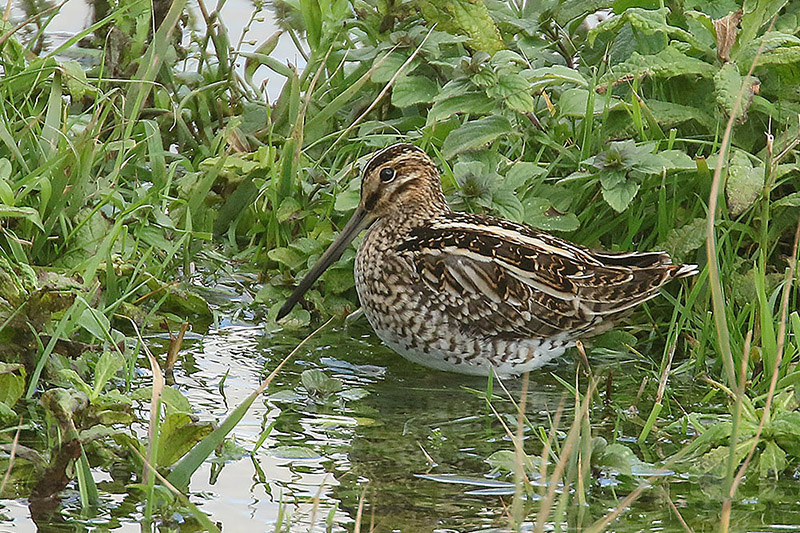 Common Snipe by Mick Dryden