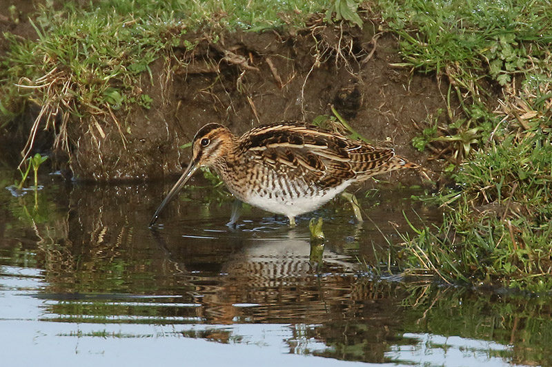 Common Snipe by Mick Dryden