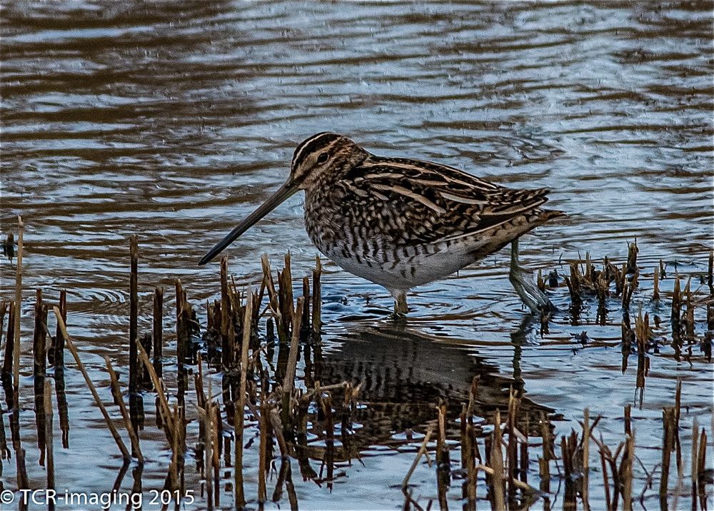 Snipe by Tony Wright