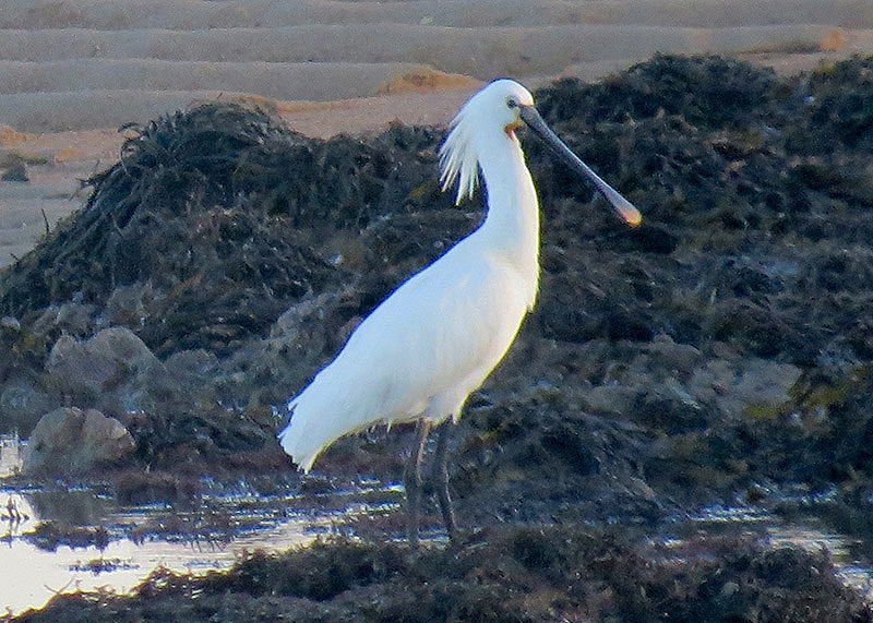 Spoonbill by Alan Gicquel