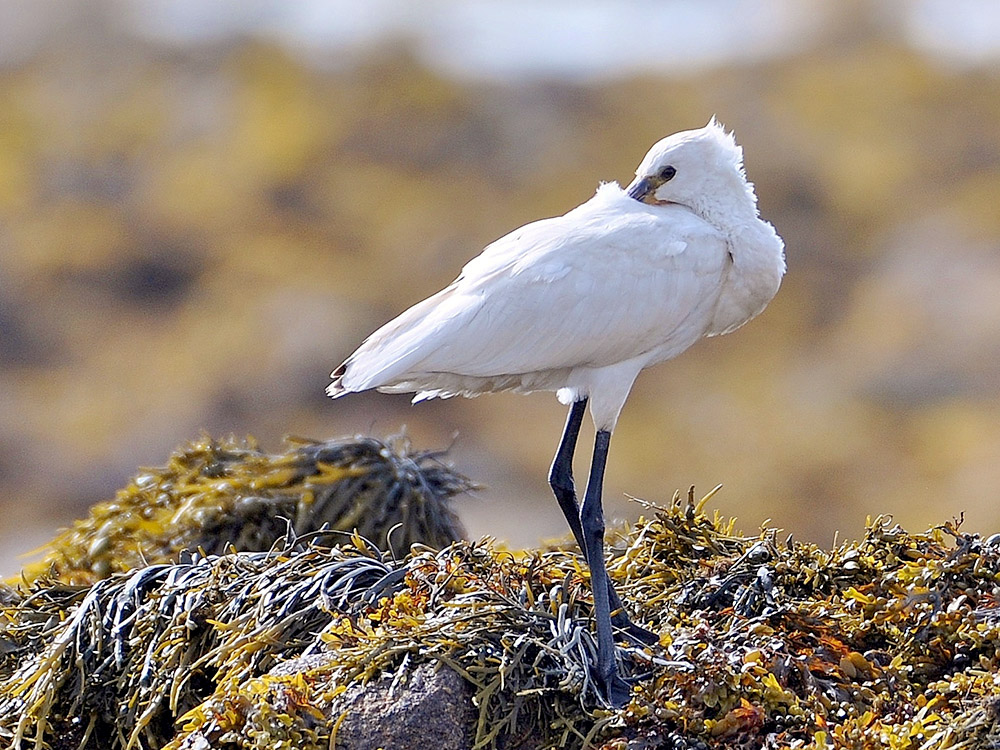 Spoonbill by Alan Gicquel