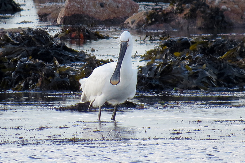 Spoonbill by Alan Gicquel