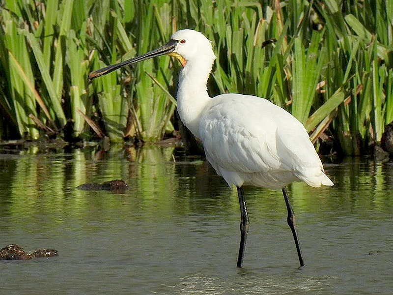 Spoonbill by Martin Cox