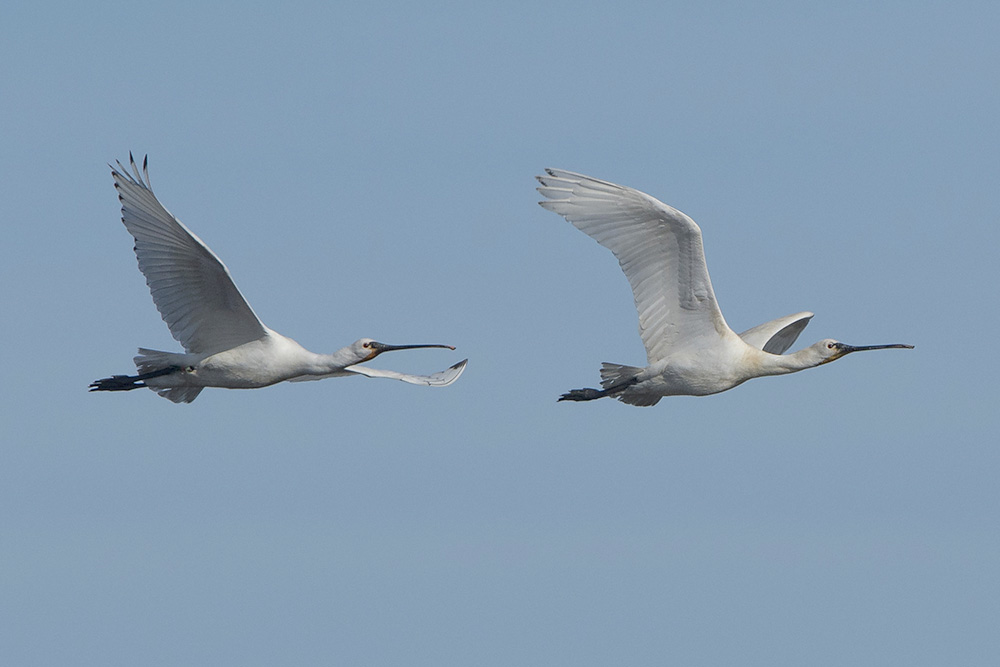 Spoonbills by Trevor Biddle