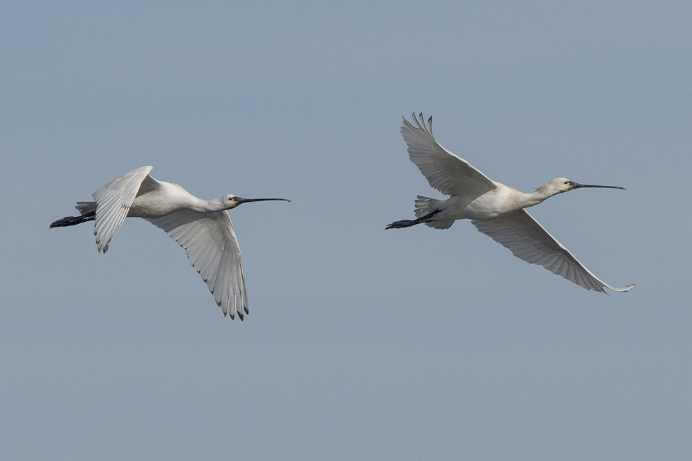 Spoonbills by Trevor Biddle