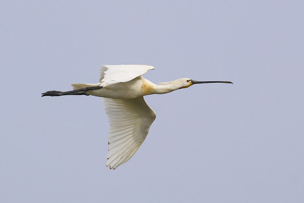 Spoonbill by Mick Dryden