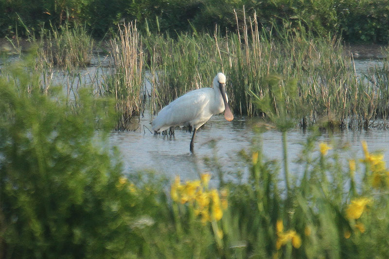 Spoonbill by Mick Dryden