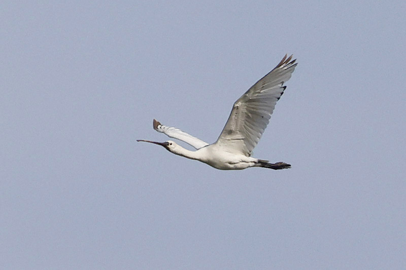 Spoonbill by Mick Dryden