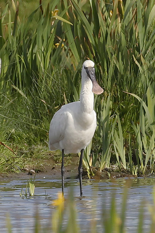 Spoonbill by Mick Dryden