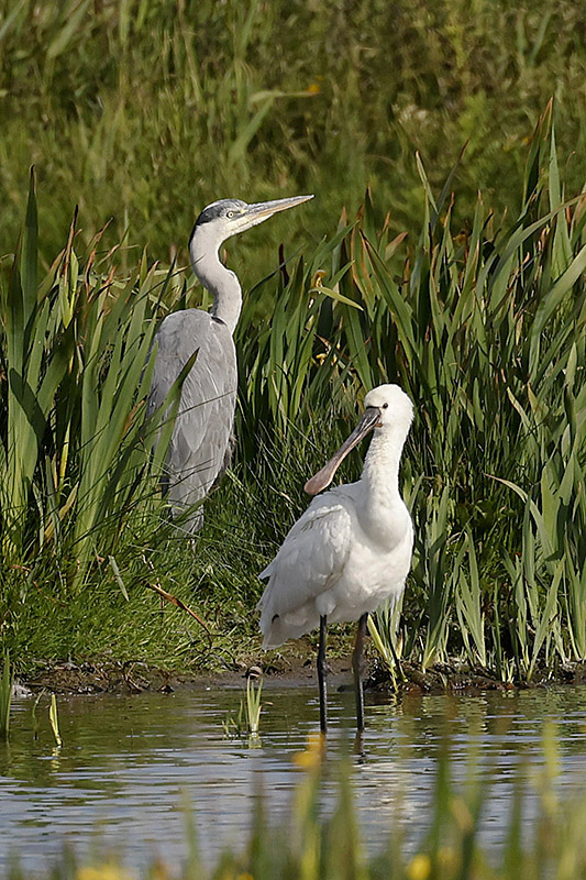 Spoonbill by Mick Dryden