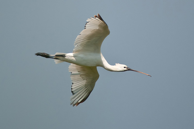 Spoonbill by Romano da Costa