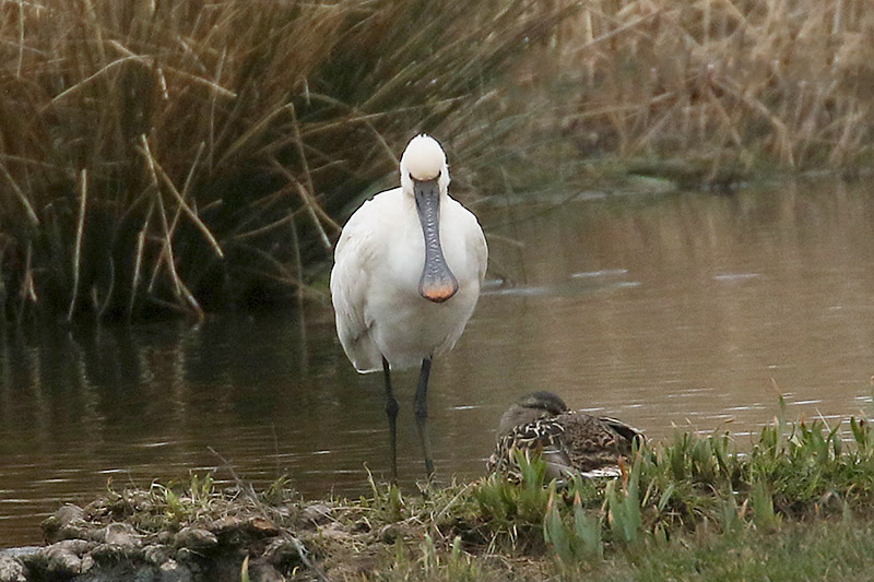 Spoonbill by Mick Dryden