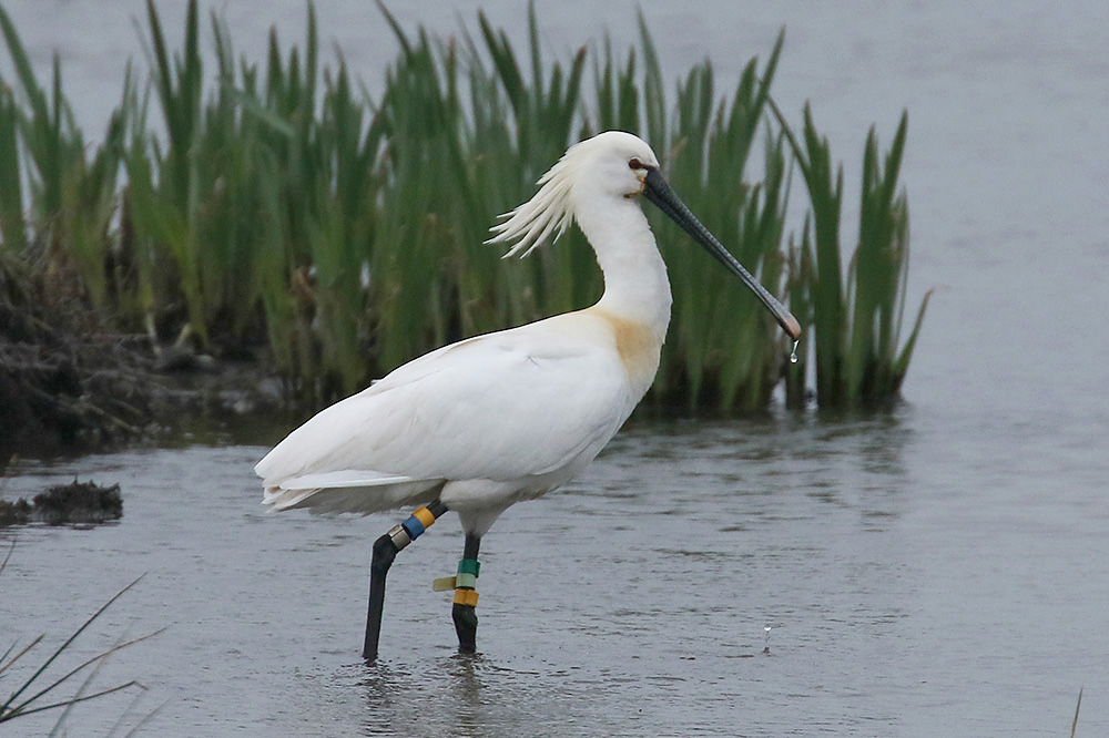 Spoonbill by Mick Dryden