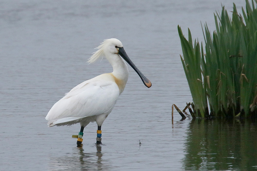 Spoonbill by Mick Dryden