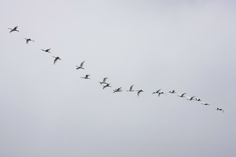 Spoonbills by Mick Dryden